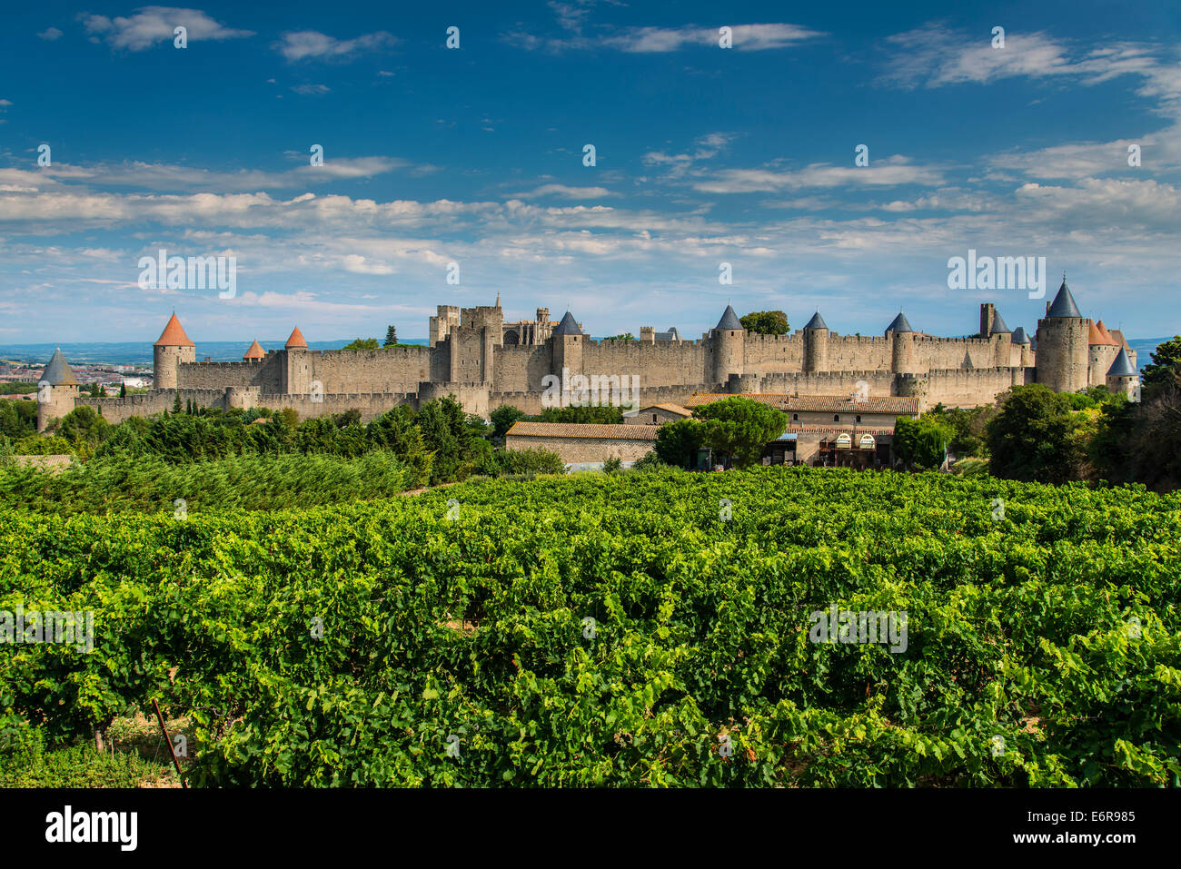 Weingut mit die mittelalterliche befestigte Zitadelle hinter Carcassonne, Languedoc-Roussillon, Frankreich Stockfoto