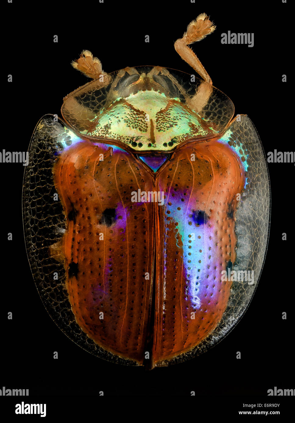 Ein goldener Schildkrötenkäfer, Charidotella sexpunctata, fotografiert in Upper Marlboro, Maryland. Bekannt für seine helle Metallic-Farbe und sein reflektierendes Aussehen, gehört dieser Käfer zur Familie der Blattkäfer. Stockfoto