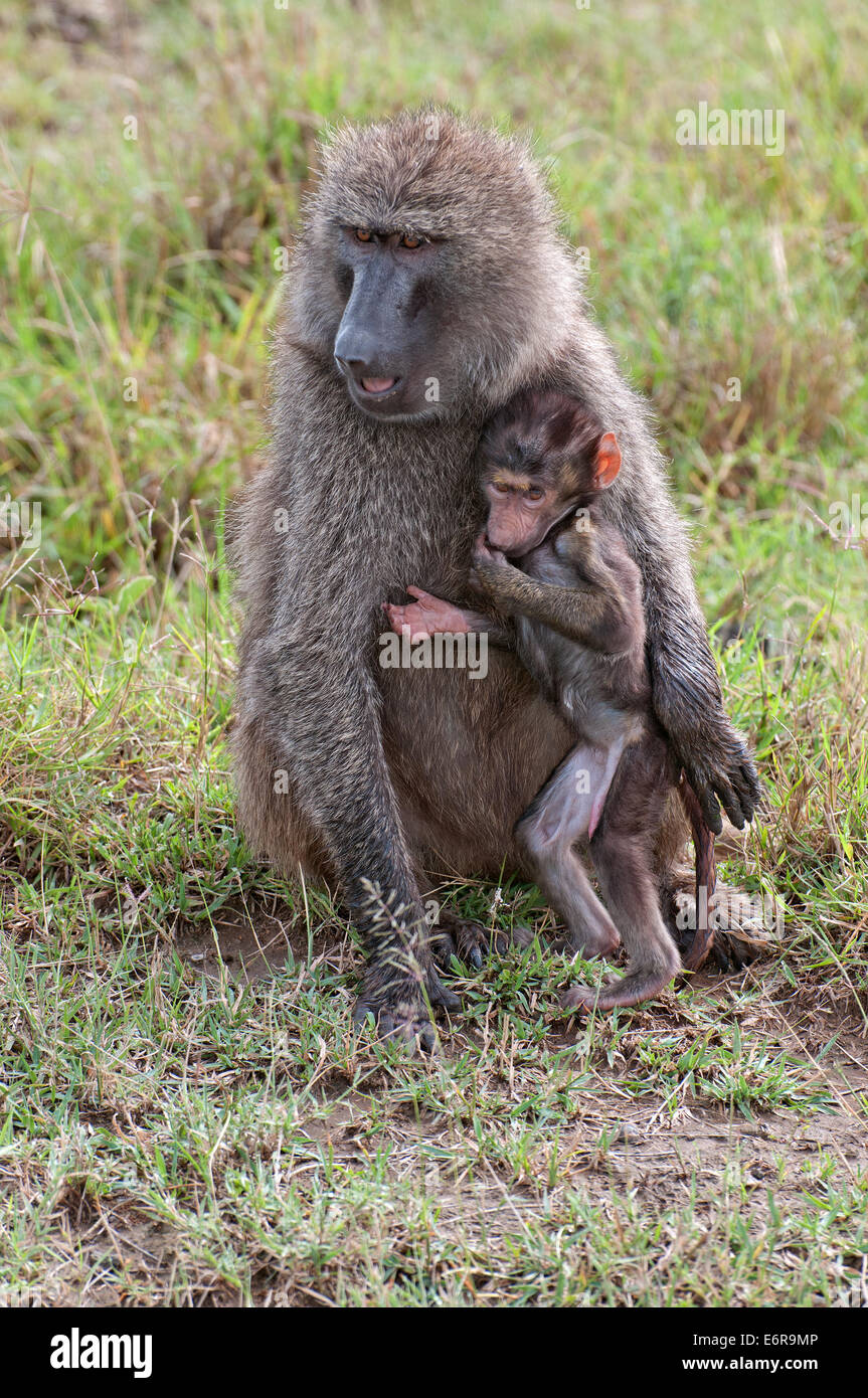 Weibliche Olive Baboon kuscheln ihr Baby in Grünland in Lake Nakuru National Park Kenia Ostafrika OLIVE BABOON B sitzend Stockfoto