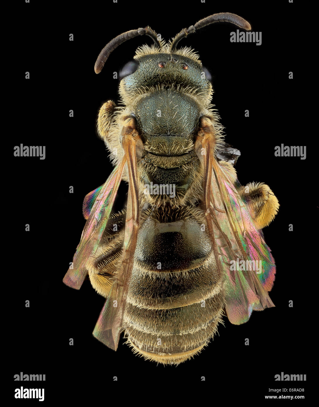 Der Halictus confusus, eine Art von Schweißbiene, fotografiert von hinten im Wolf Trap National Park. Diese Art ist bekannt für ihre Rolle bei der Bestäubung, insbesondere in Wildblumenhabitaten. Stockfoto
