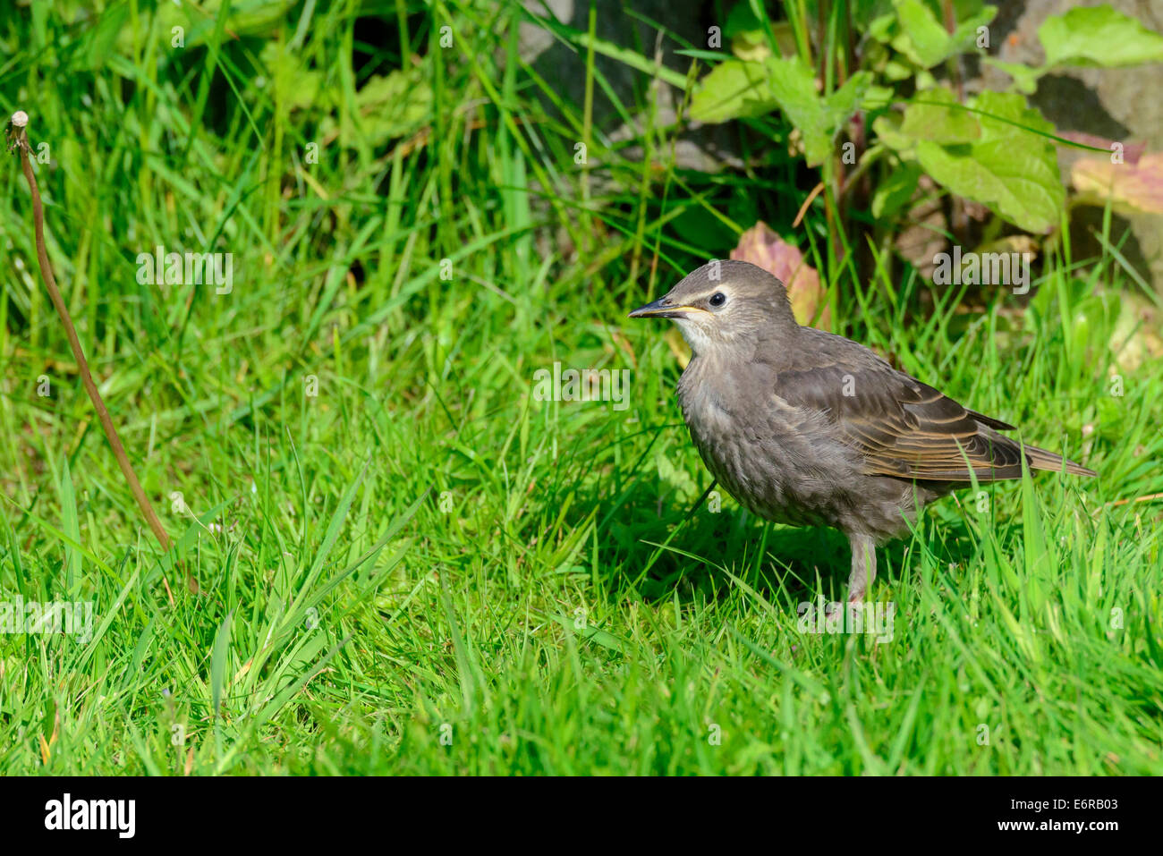 In einer britischen Stadtgarten steht eine juvenile Star (Sturnus Vulgaris) in den Rasen. Stockfoto