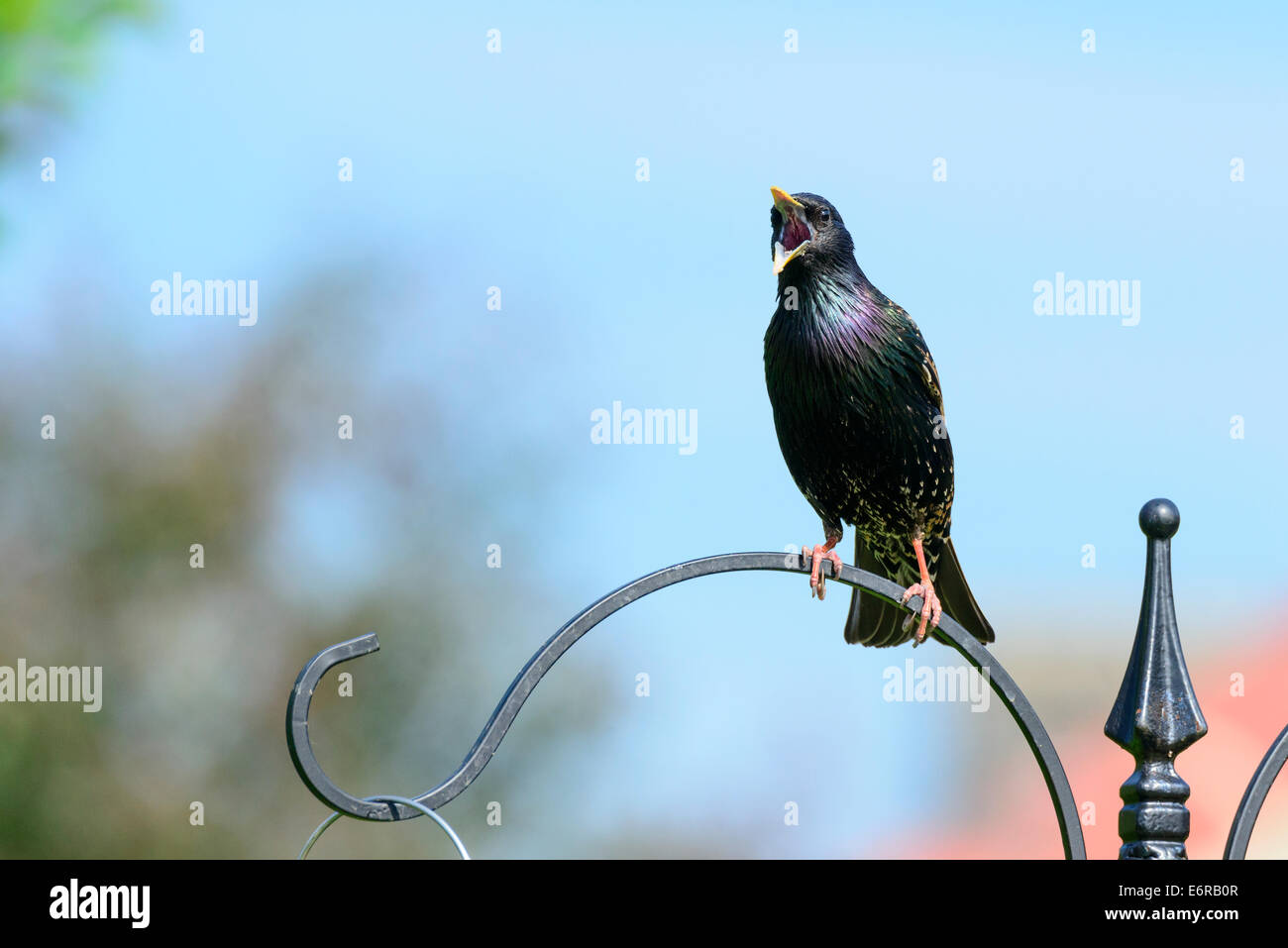 Erwachsene häufig Star (Sturnus Vulgaris) hockt auf dem Stand ein Vogelhaus und fordert in einer britischen Stadtgarten. Stockfoto