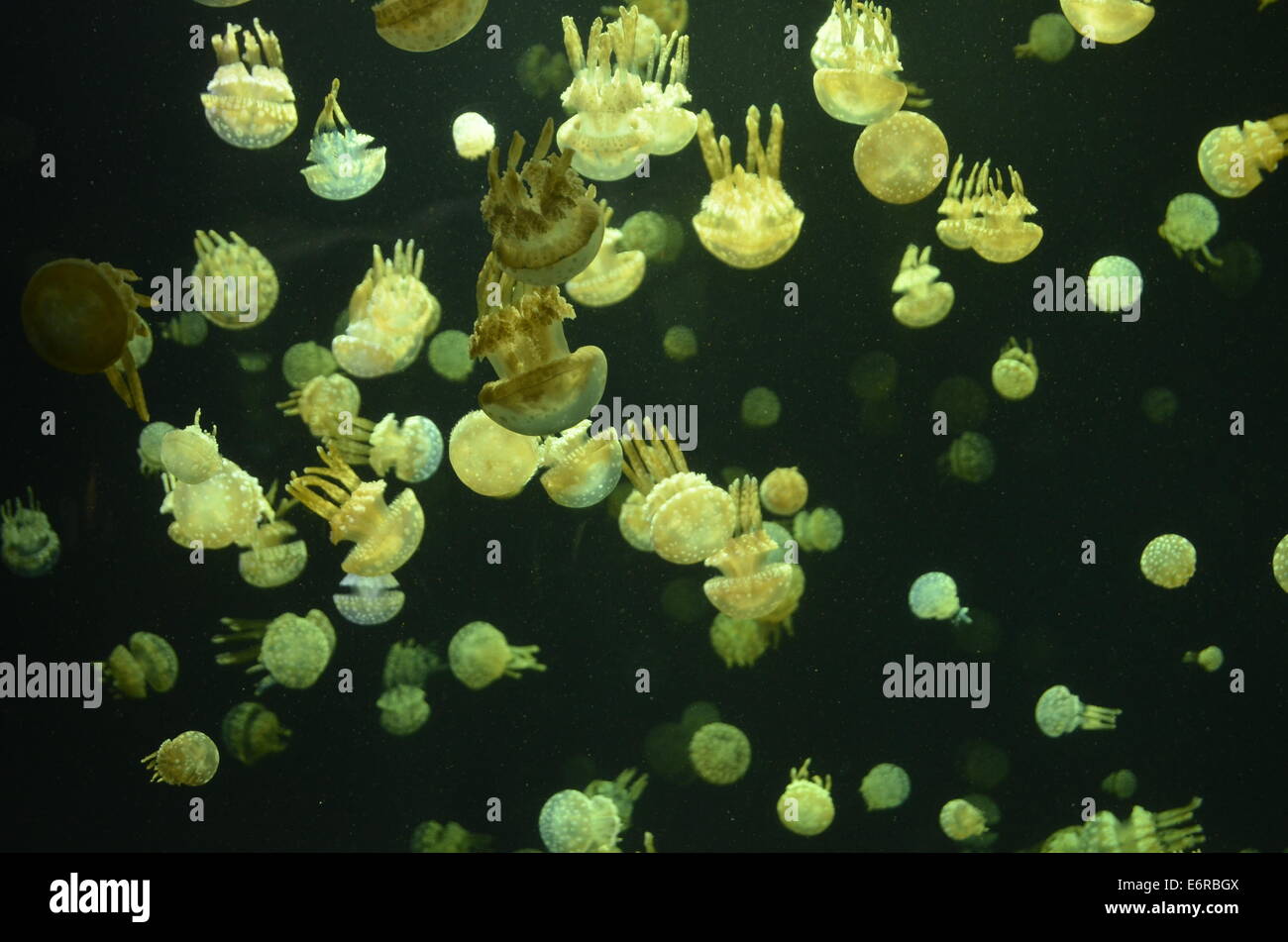 Grüne Qualle im Aquarium in Vancouver getroffen Stockfoto