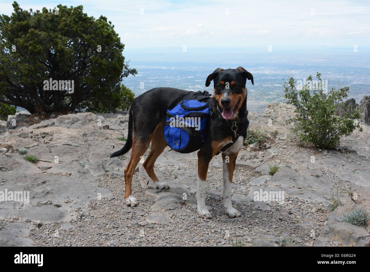 Lukas mit seinem Rudel auf an Spitze der Baum Spring Trail Sandia Mountains von New Mexico - USA Stockfoto