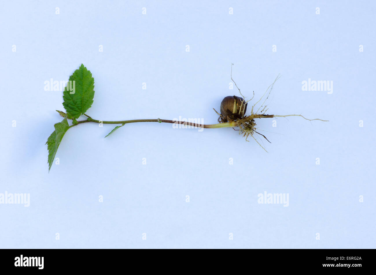 [Corylus Avellana] Haselnuss gekeimt und gewachsene Stengel, Blätter und Wurzeln. Durch ein Eichhörnchen begraben. Großbritannien-Mai Stockfoto