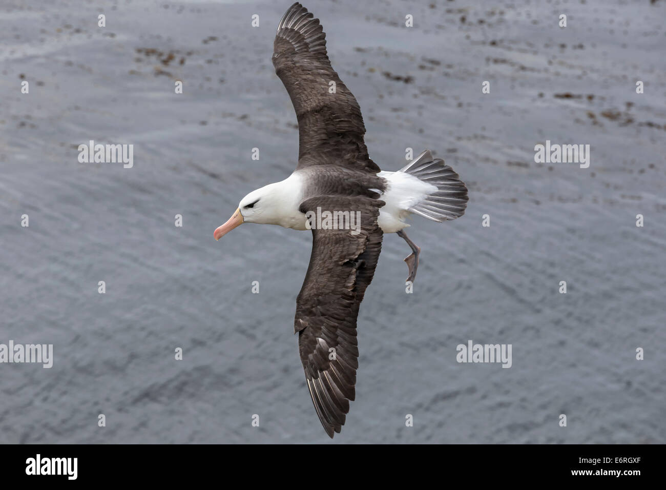 Schwarzen browed Albatros, Thalassarche Melanophrys, Erwachsene im Flug Stockfoto