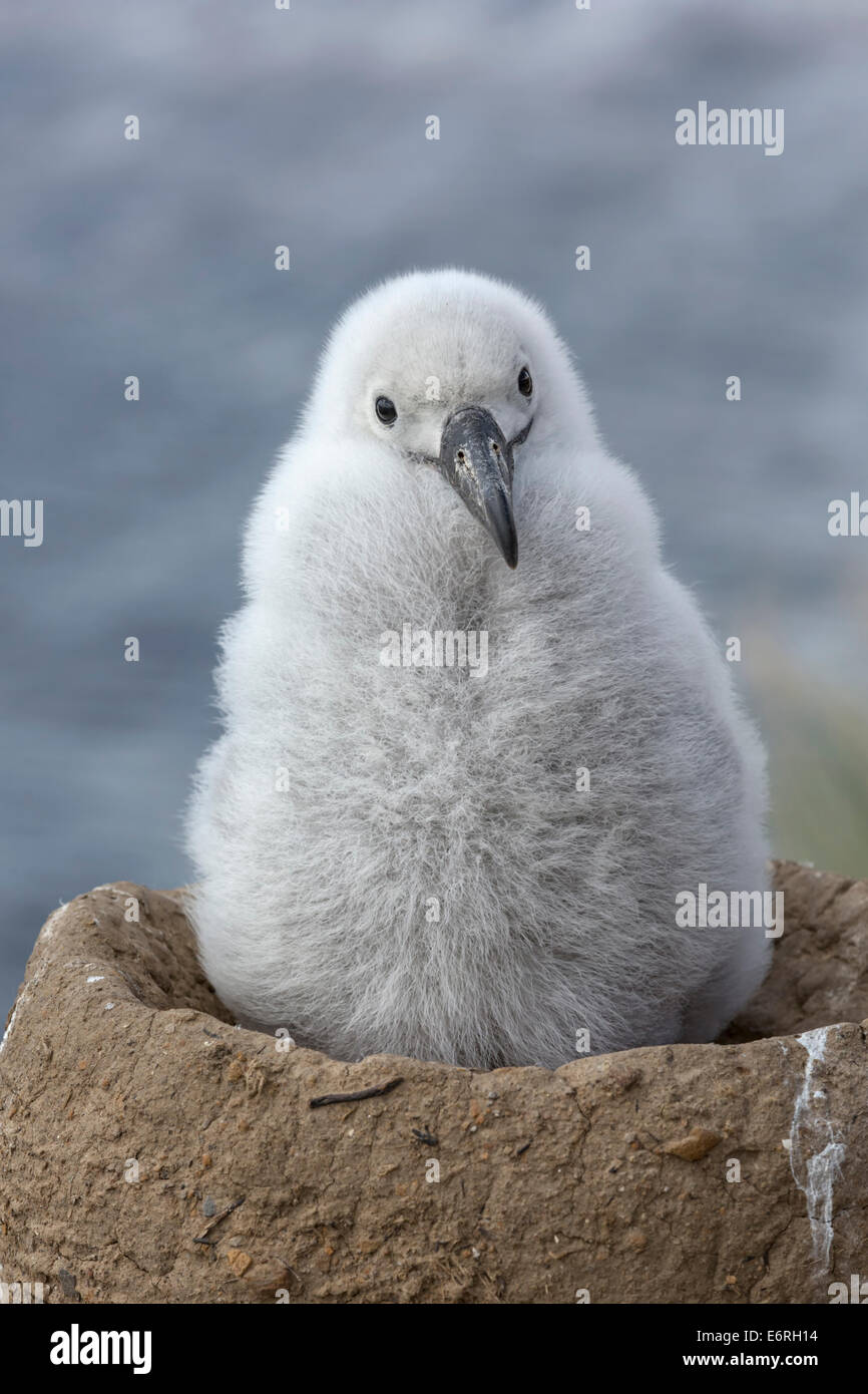 Schwarzen browed Albatros, Thalassarche Melanophrys, 3 Wochen alten Küken im nest Stockfoto