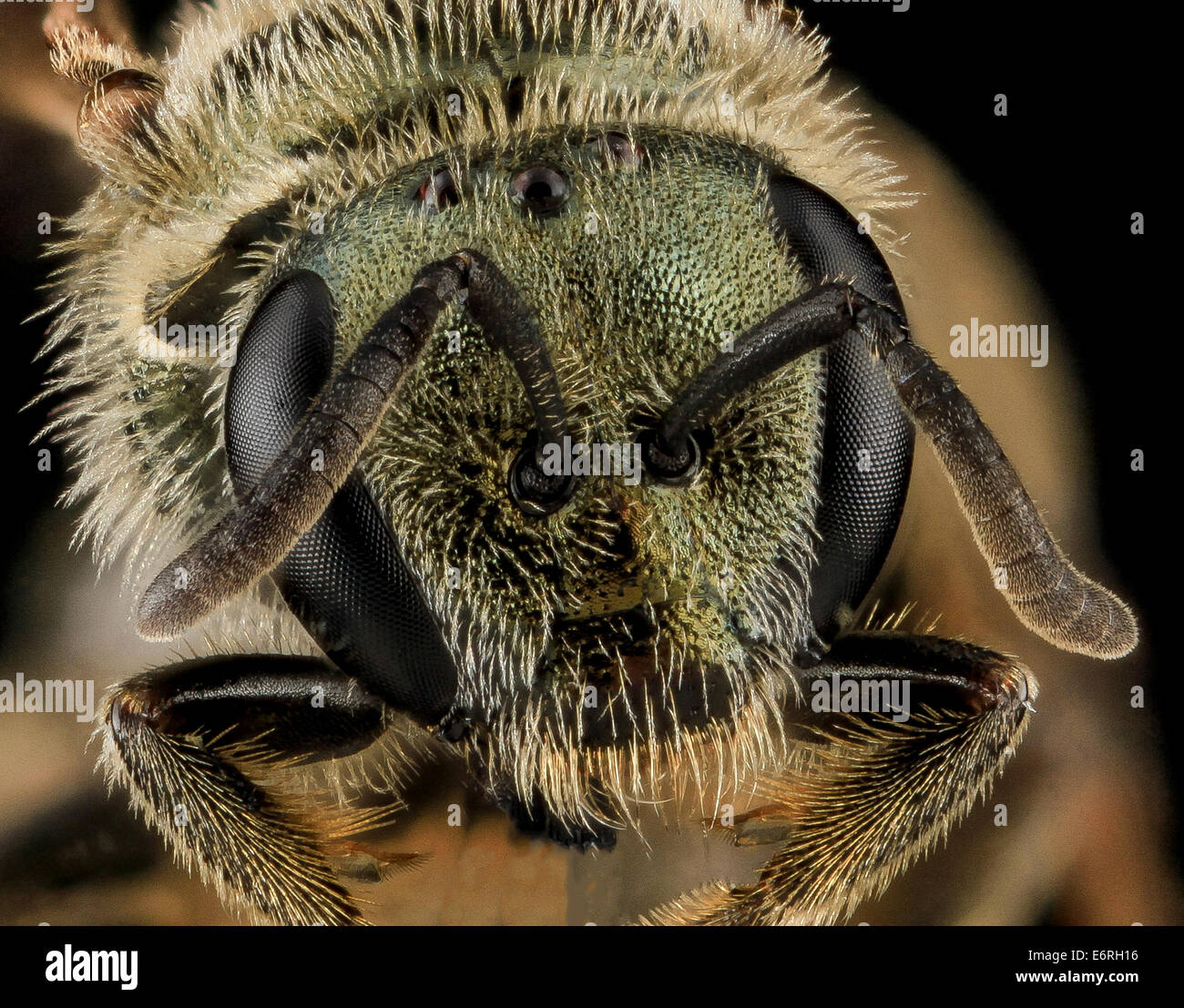 Früchte Versatum, F, Gesicht, MD, Cecil County 2013-07-08-181327 ZS PMax 10766451664 o eines gemeinsamen Dialictus Gruppe Früchte Tierart, oft in Verwirrung unter mehrere ähnliche Arten. Diesein gesammelt von Tim McMahon in Cecil County M Stockfoto