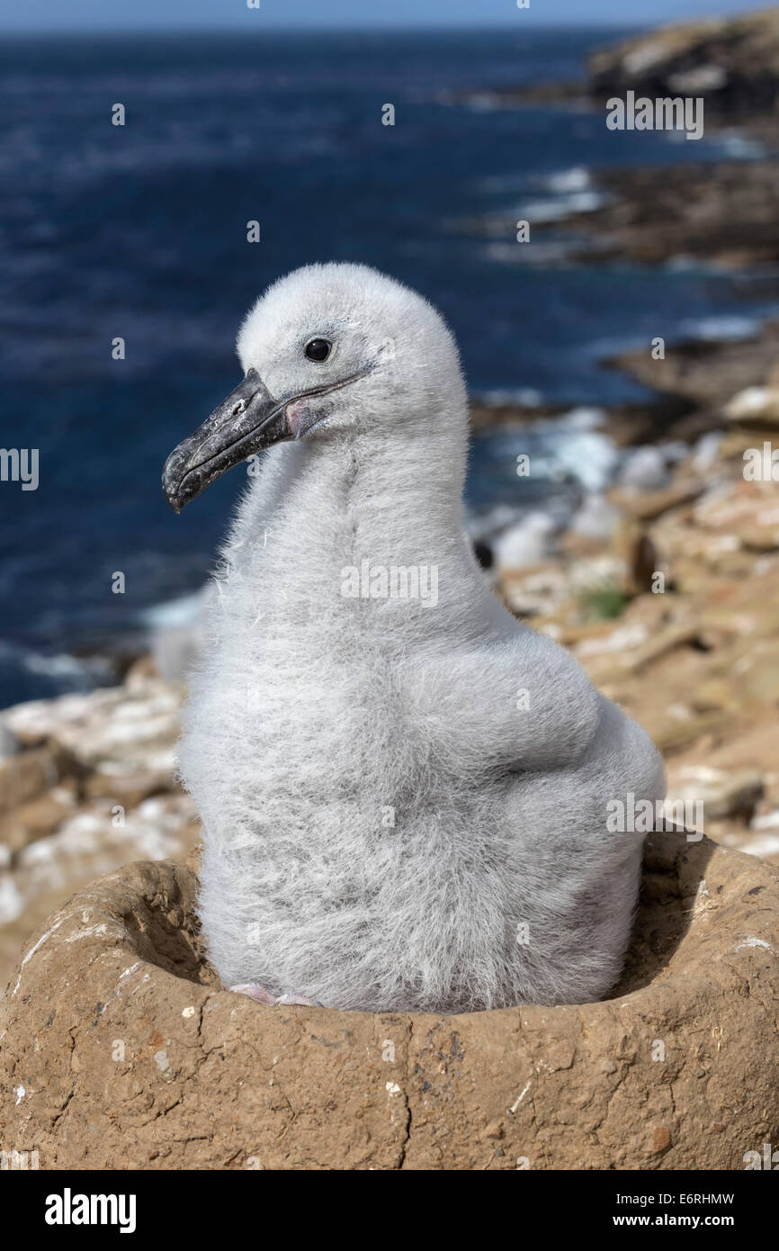 Schwarzen browed Albatros, Thalassarche Melanophrys, 3 Wochen alten Küken im nest Stockfoto