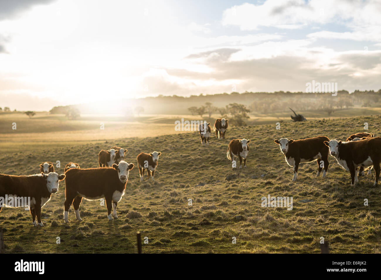 Kühe in einem Feld am frühen Abend in der Nähe in New South Wales Australien. Stockfoto