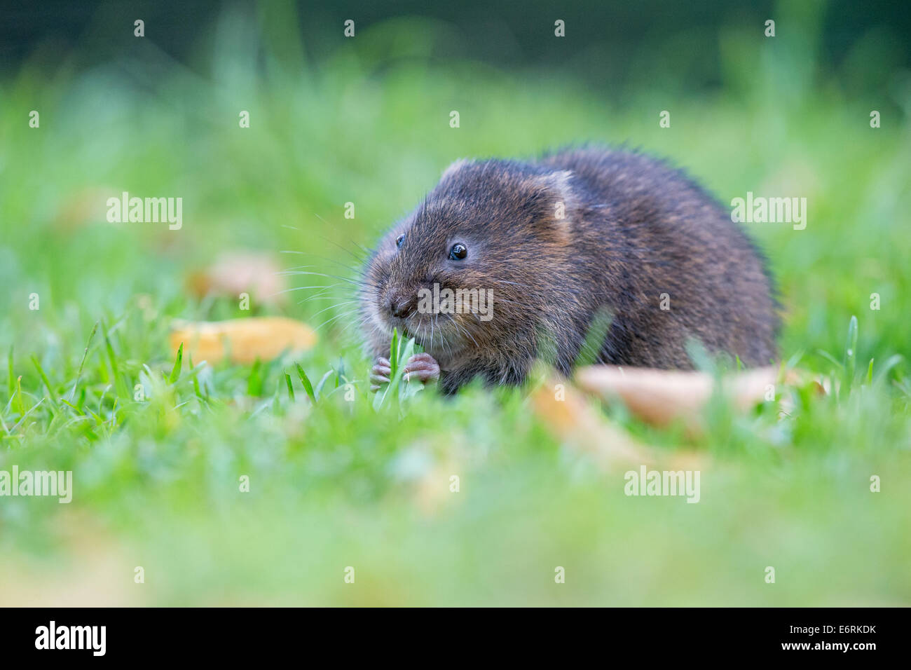 Eurasische Schermaus (Arvicola Amphibius) Fütterung auf Rasen Stockfoto