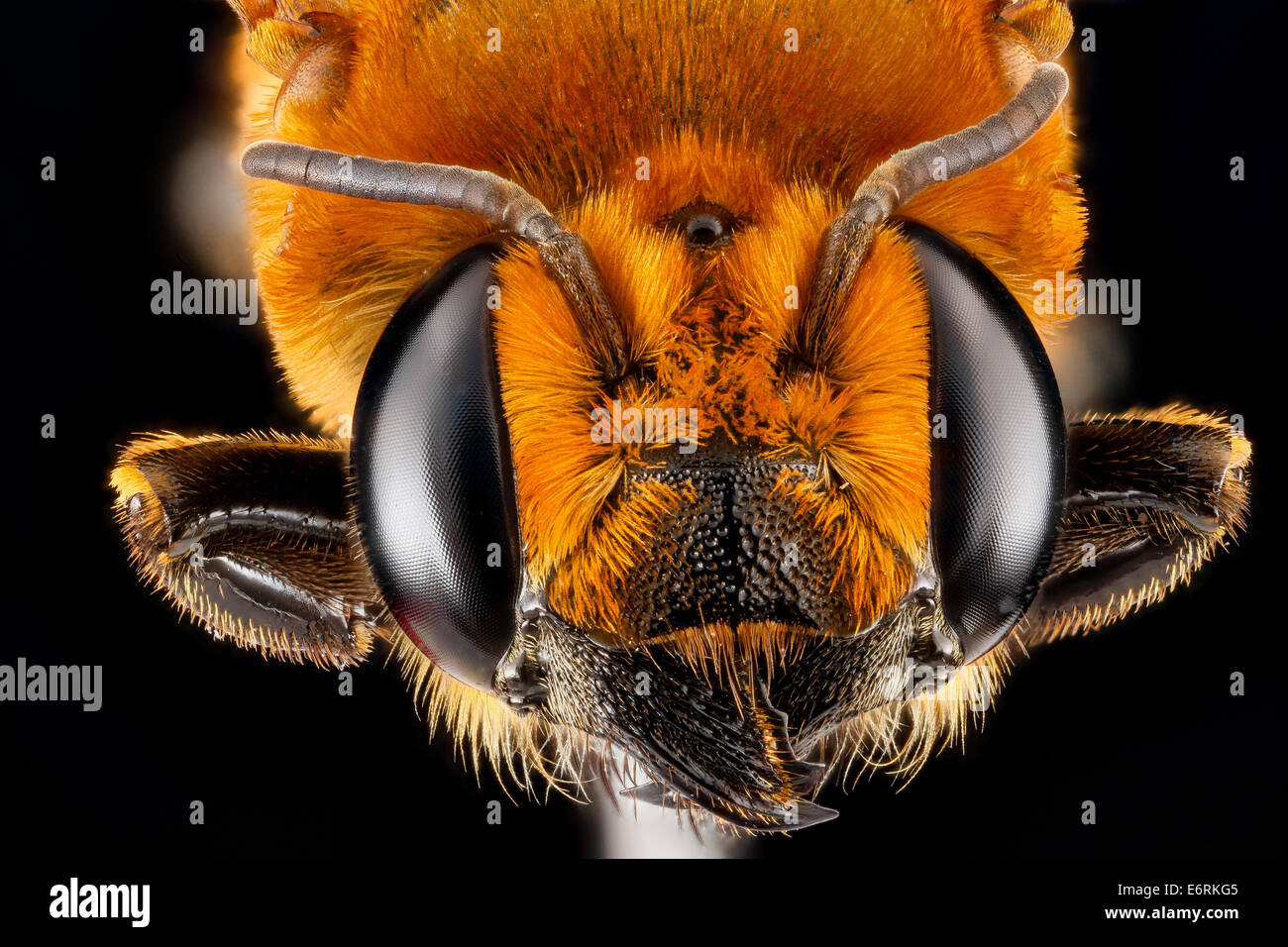 Megachile Lanata, Weiblich, face 2012-06-26-163556 ZS PMax 8010661170 o Megachile Lanata, Weiblich, GTMO, Kuba, eine Art ursprünglich aus Afrika, aber jetzt in vielen tropischen Gebieten der Welt Megachile Lanata, Weiblich, face 2012-06-26-16.35.56 ZS Stockfoto