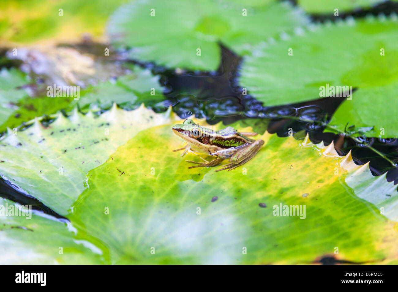 (Hylarana Erythraea) Gemeinsame Green frog auch als grüne paddy Frosch bekannt, red-eared Frosch oder Blatt Frosch sitzend auf einer Seerose Blatt pad, Thailand Stockfoto
