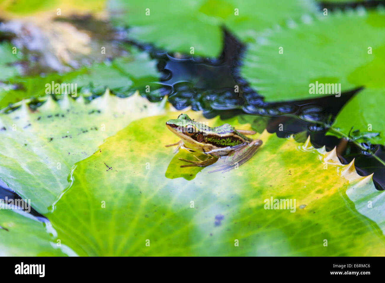 (Hylarana Erythraea) Gemeinsame Green frog auch als grüne paddy Frosch bekannt, red-eared Frosch oder Blatt Frosch sitzend auf einer Seerose Blatt pad, Thailand Stockfoto