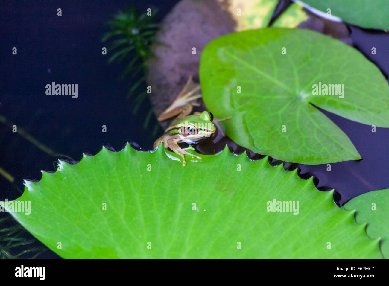 (Hylarana Erythraea) Gemeinsame Green frog auch als grüne paddy Frosch bekannt, red-eared Frosch oder Blatt Frosch auf seerose Blatt pad, Thailand Stockfoto