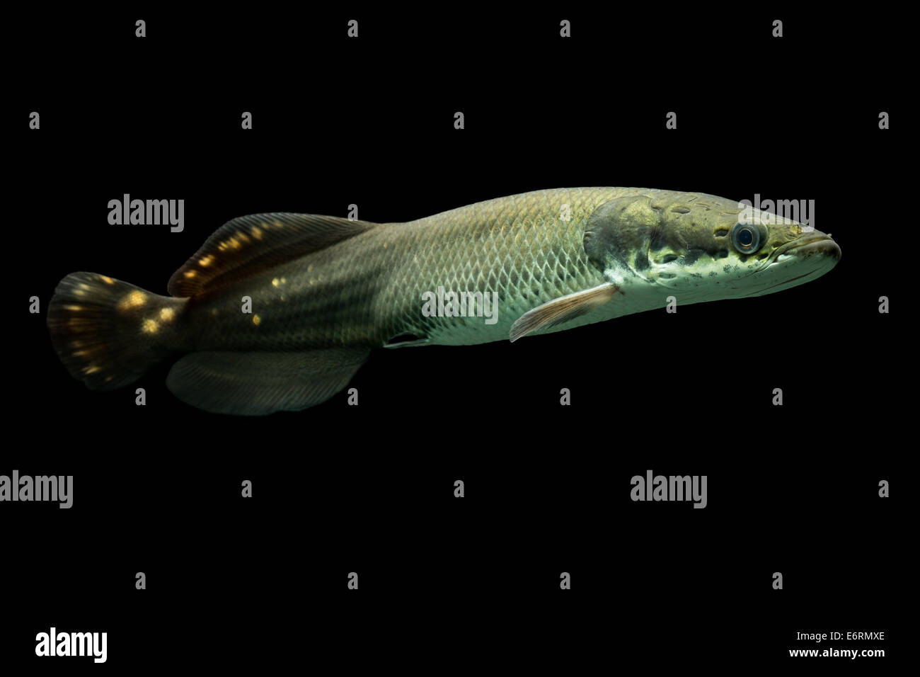 Juvenile Arapaima Leptosoma Unterwasser Aquarium Geschossen Stockfoto