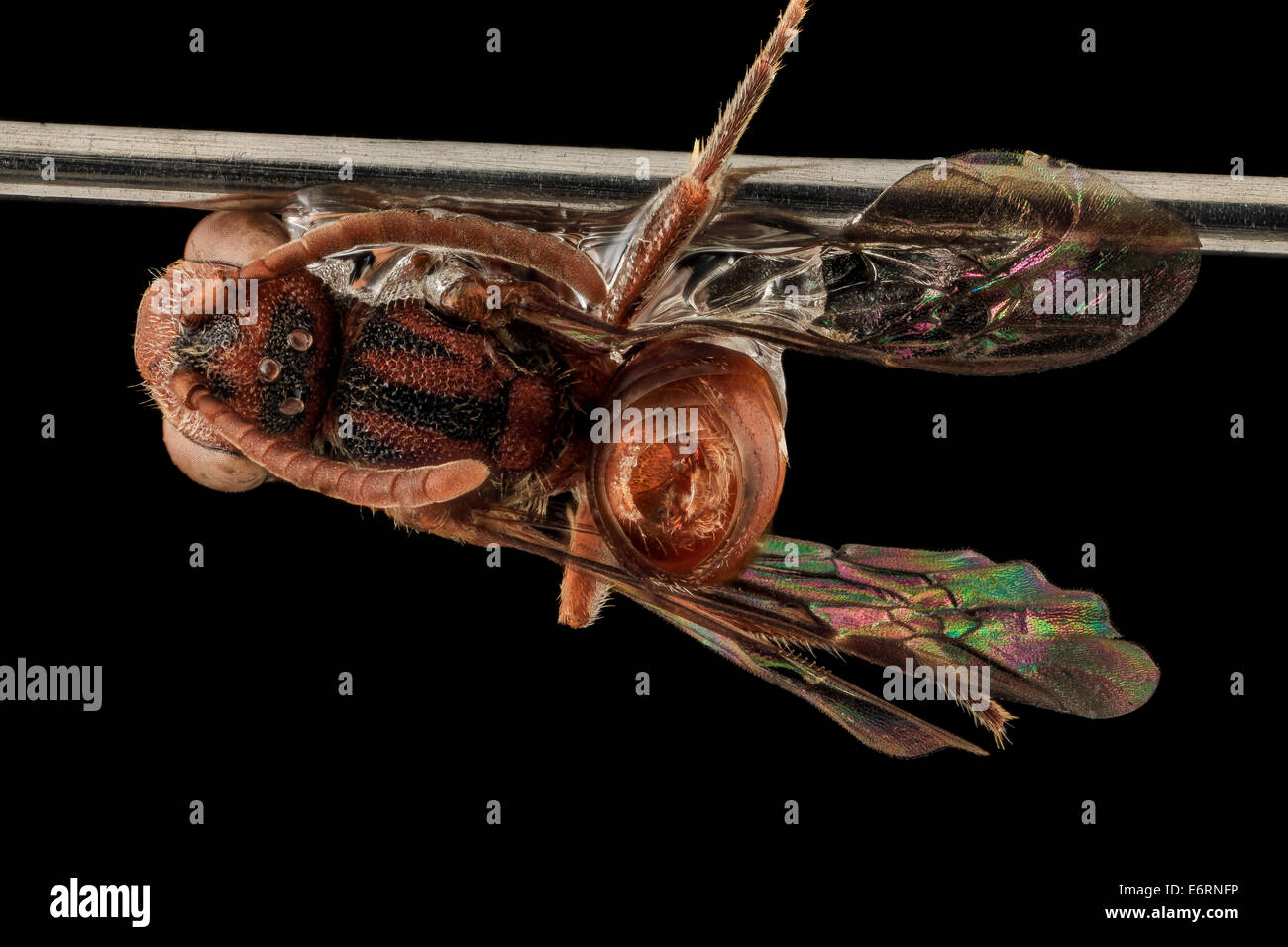 Nomada Parva, Weiblich, zurück, Maryland, Wicomico County 2013-11-15-181444 ZS PMax-Recovered 11060672836 o eins der kleinsten al Stockfoto