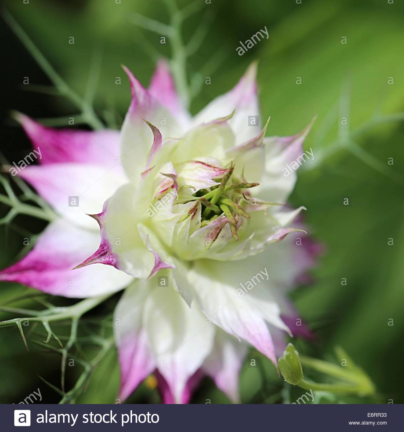 Eine VERRÜCKTE WILDBLUME in Südwestfrankreich. Stockfoto