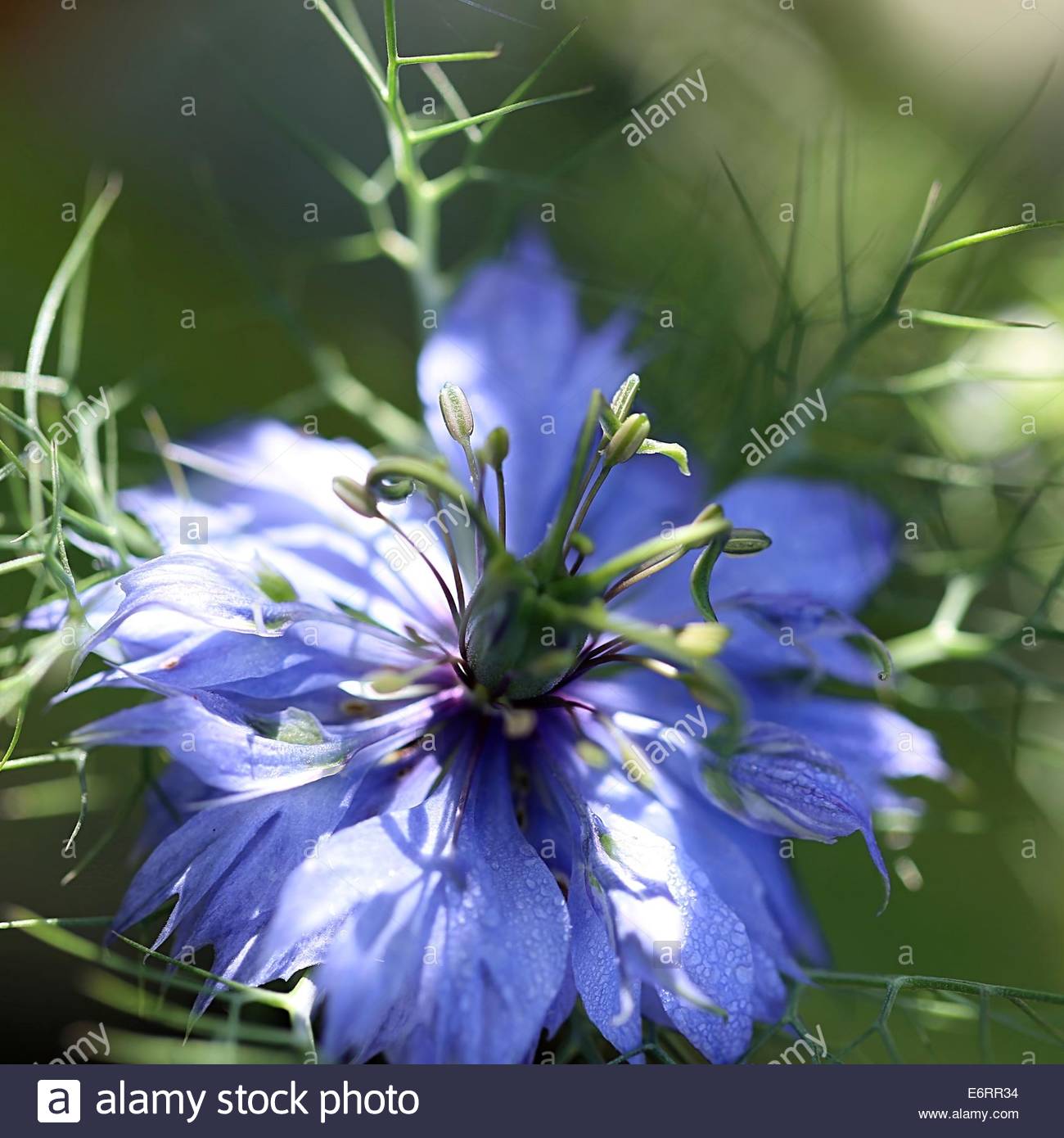 Eine VERRÜCKTE WILDBLUME in Südwestfrankreich. Stockfoto