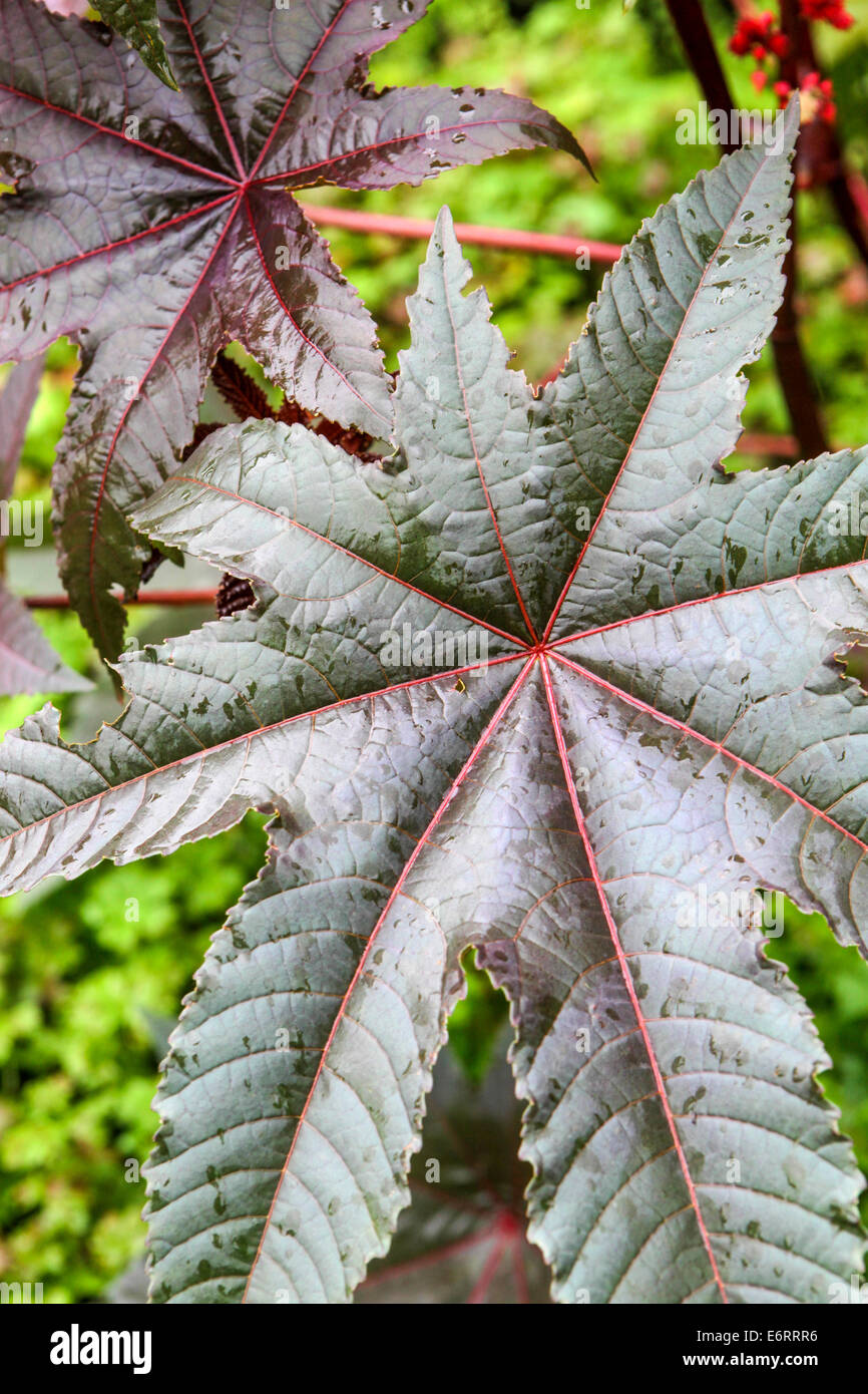 Rizinusöl Pflanze, Ricinus communis, Blätter Pflanze Stockfoto