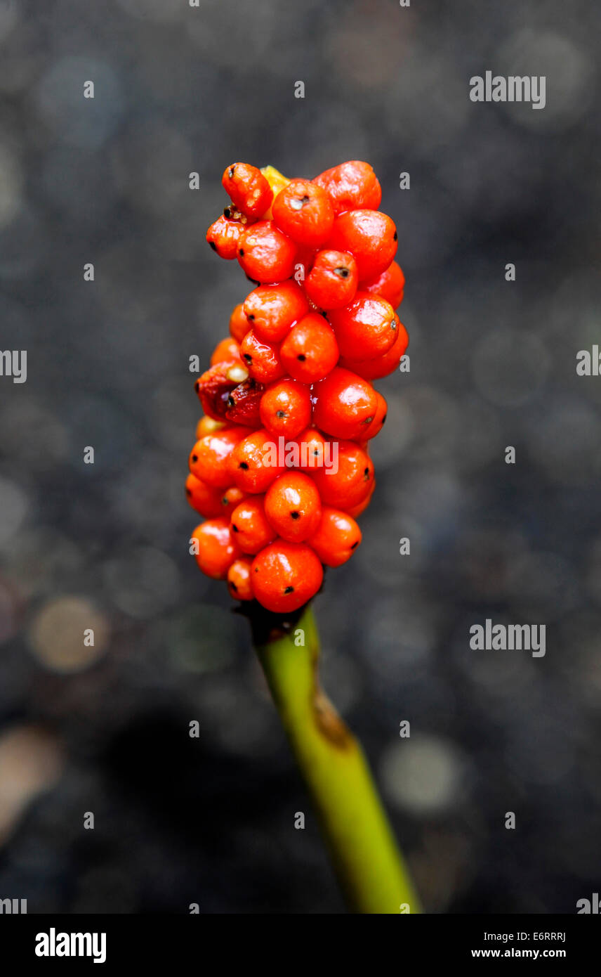 Arum unsere Marmoratum Beeren Syn Pictum Stockfoto