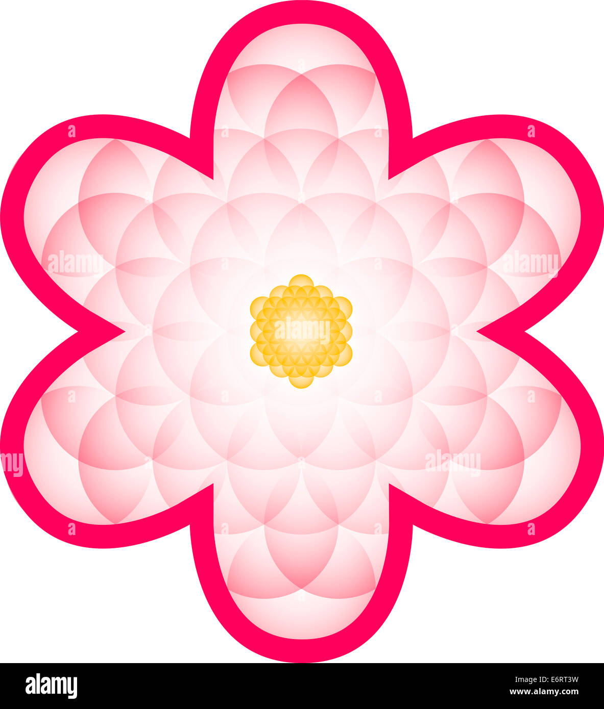 Blühende Blume des Lebens - rosa Blüte machte eine transparente Blume des Lebens, eine geometrische Figur, bestehend aus überlappenden Kreise Stockfoto