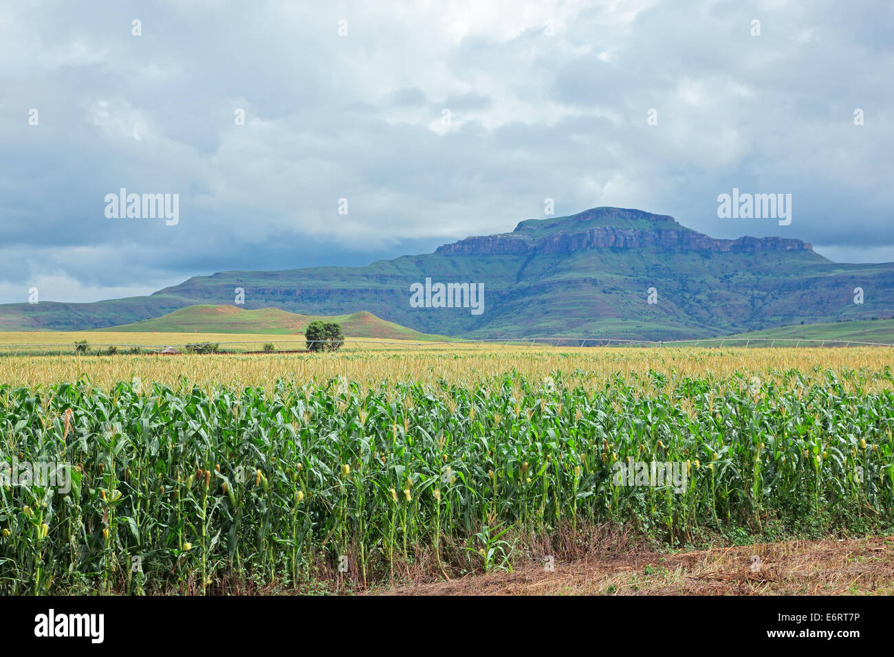 Landschaft mit grünen Mais (Mais) wächst im Feld im Sommer Stockfoto