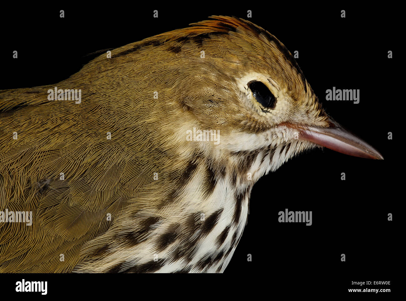 Der Ovenbird, Seiurus aurocapilla, wurde während seiner Migration gefangen, nachdem er mit Gebäuden in Washington D.C. kollidiert hatte. Der Vogel, der von der Gruppe Lights Out DC identifiziert wurde, ist Teil einer Naturschutzmaßnahme, um Kollisionen von Vögeln mit Gebäuden während der Migrationsperioden zu verhindern. Stockfoto