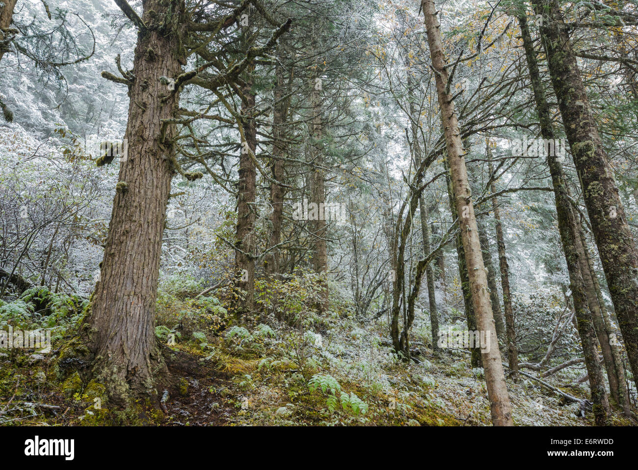Erstaunlich, wilden schneebedeckten Wald von Huanglong, das Unesco Weltkulturerbe in der chinesischen Provinz Sichuan Stockfoto