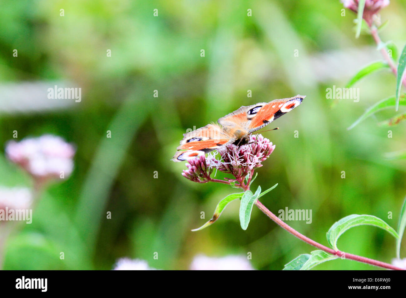 Red Admiral Schmetterling ruht am Anfang ein wilder Thymian (Thymus Serpyllum) Anlage Stockfoto