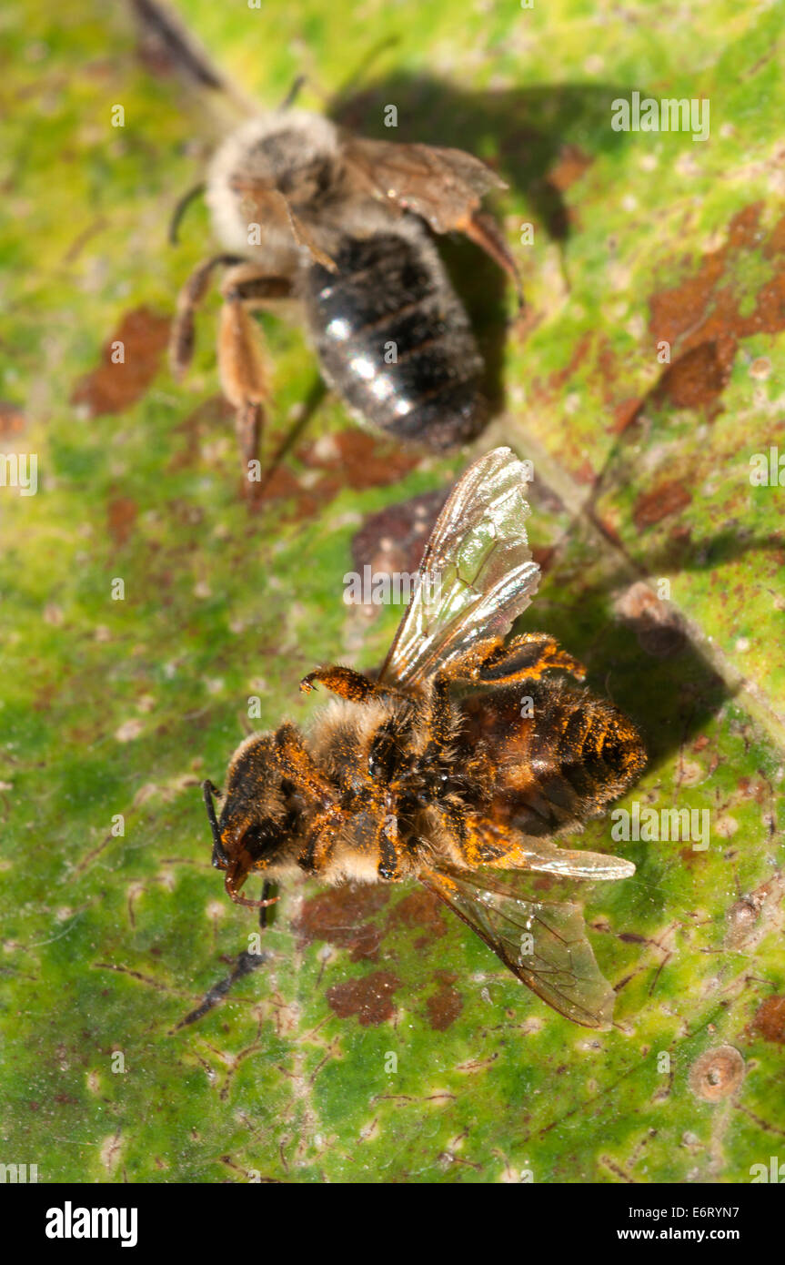 Zwei Tote Honigbienen (Apis Mellifera) Stockfoto