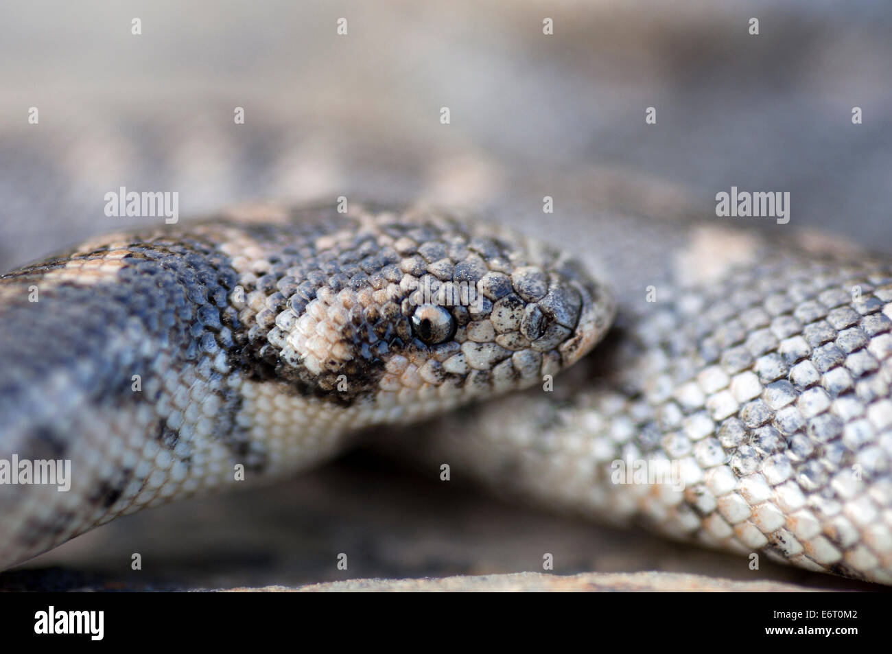 Javelin Sand Boa (Eryx Jaculus) Stockfoto