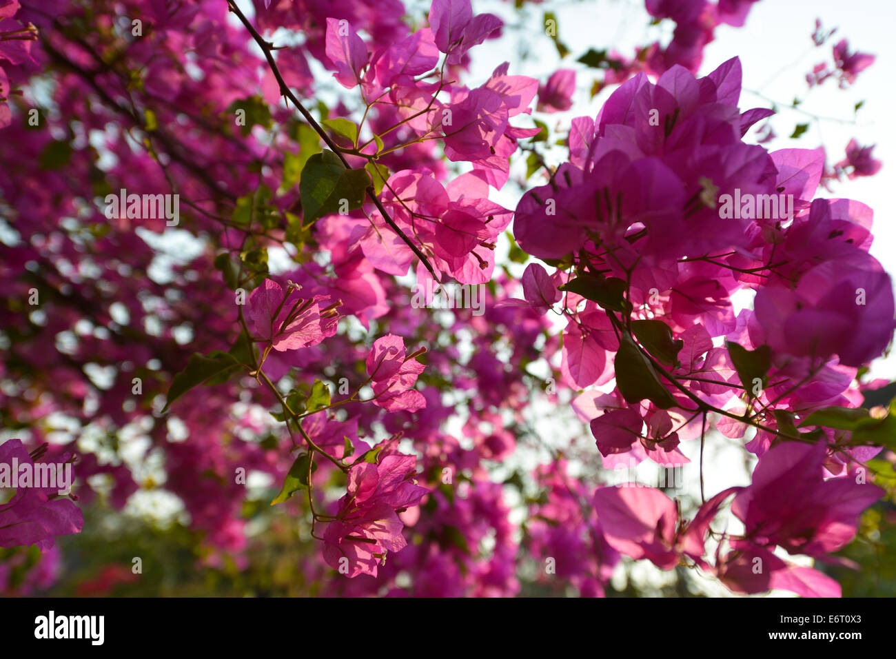 Blumen in Luang Prabang, Laos Stockfoto
