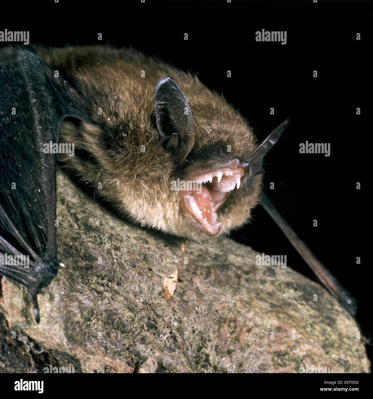 Brandts Bat - Myotis brandtii Stockfoto