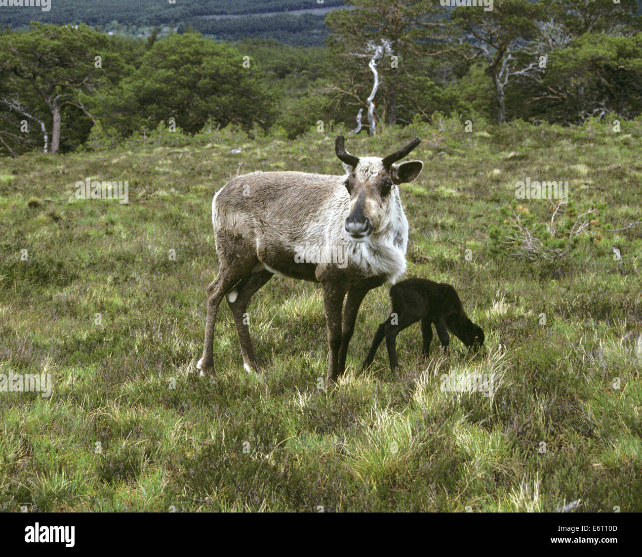 Rentier - Rangifer tarandus Stockfoto