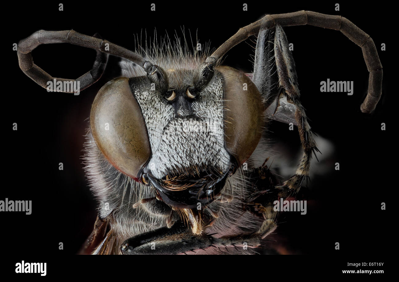 Wespe 4, face 2012-07-31-200005 ZS PMax 8431726357 o unbekannte Aculeate Wespe, Prinz Georges County Maryland Wespe 4, face 2012-07-31-20.00.05 ZS PMax Stockfoto