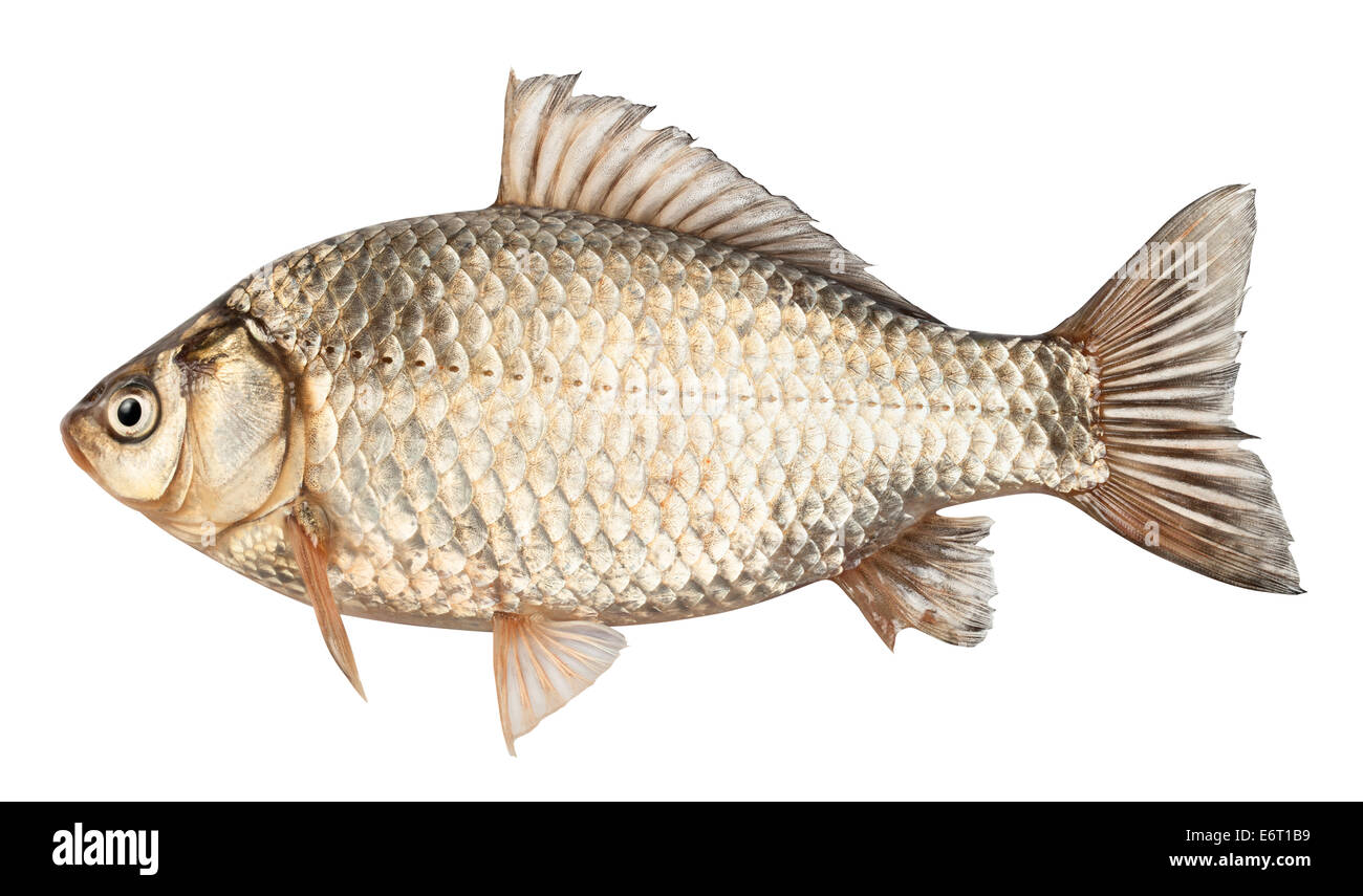 Karausche Fisch isoliert auf einem weißen Hintergrund. Clipping-Pfad Stockfoto