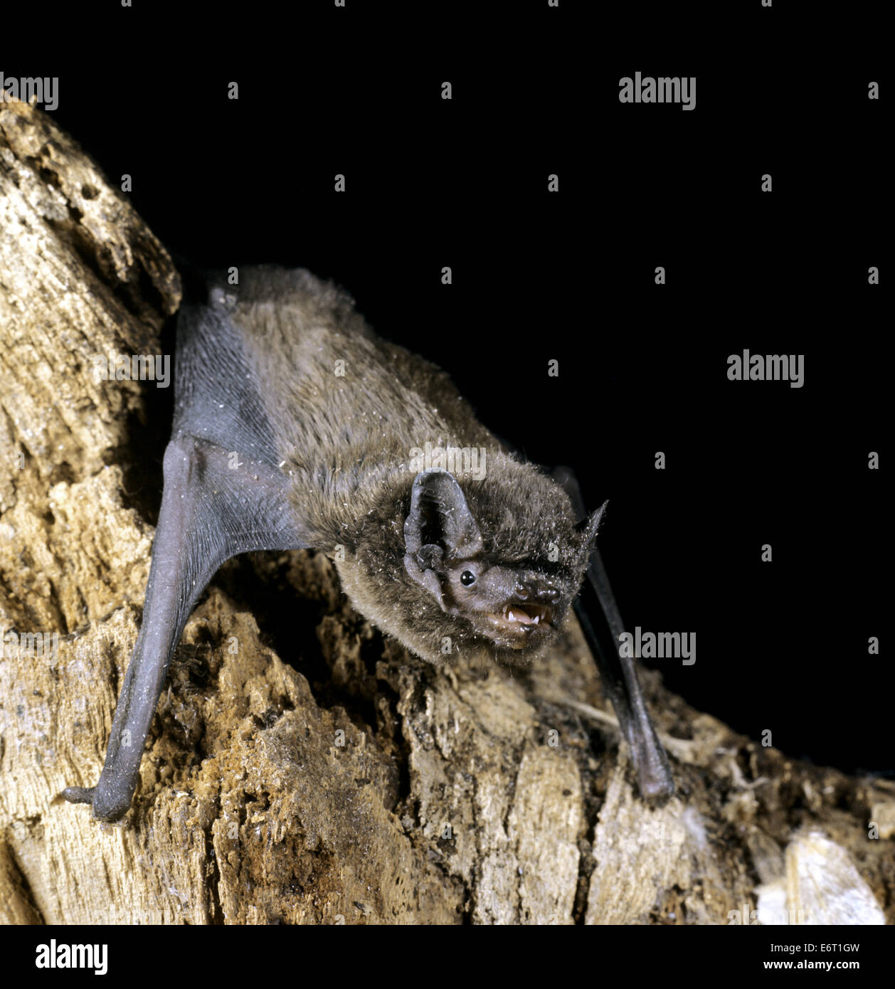 Leisler Bat - Nyctalus leisleri Stockfoto