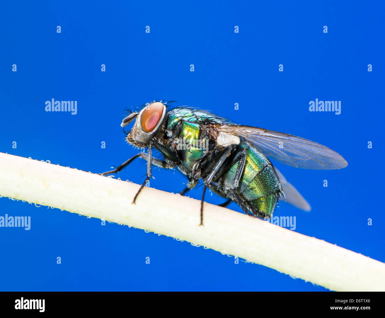 Insekt Makro von einer Schmeißfliege Stockfoto