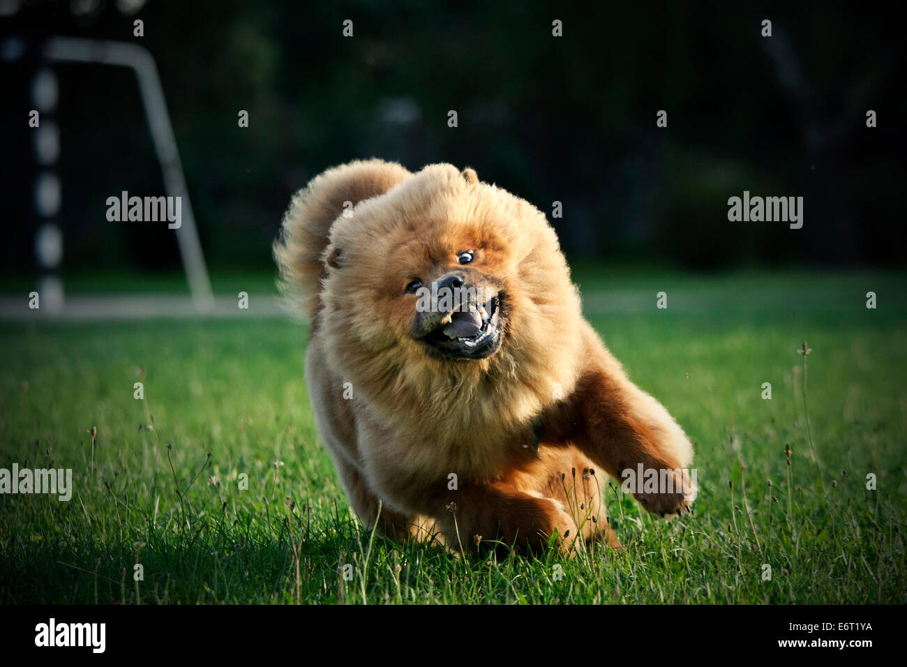 chow chow angry