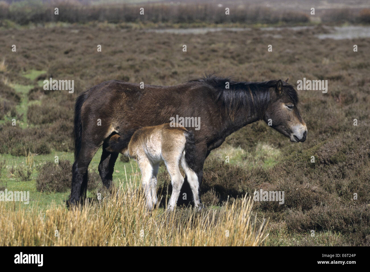 Exmoor Pony - Equus Ferus caballus Stockfoto