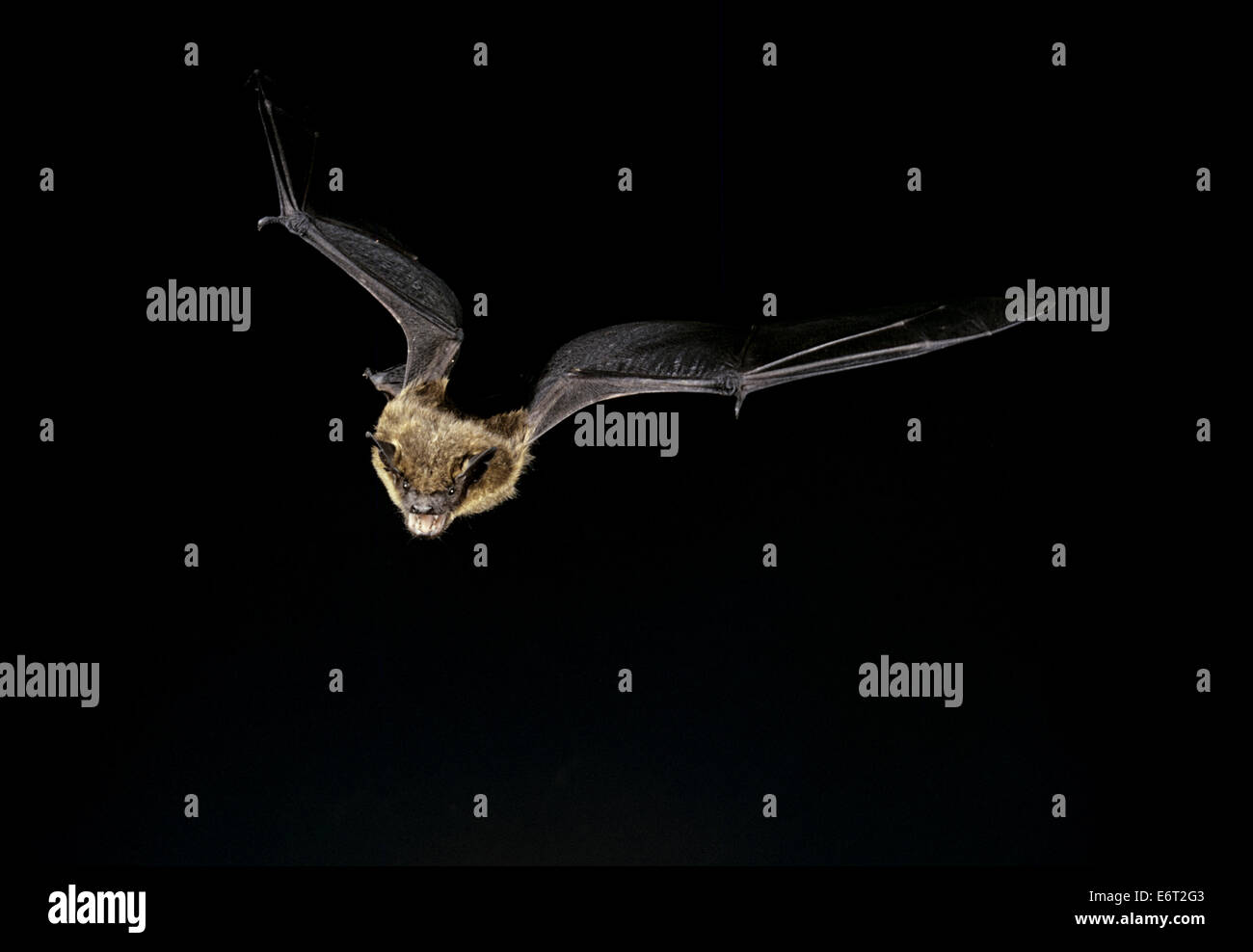 Entspannende Bat - Eptesicus Federnelke Stockfoto