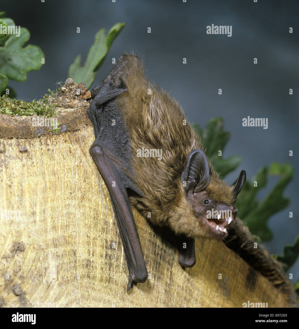 Entspannende Bat - Eptesicus Federnelke Stockfoto
