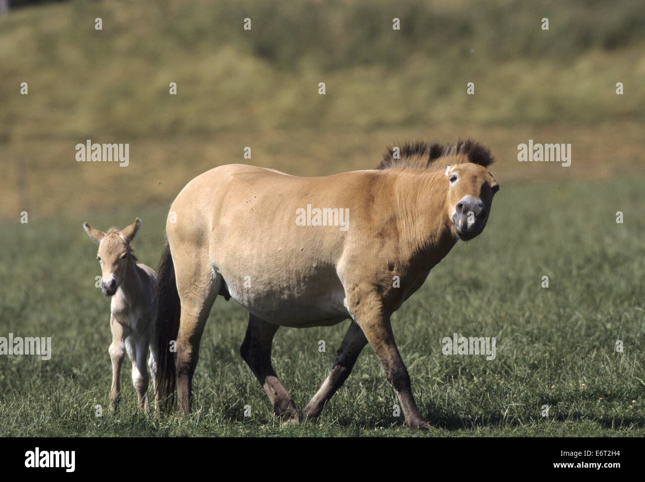 Przewalski Pferd - Equus Ferus przewalksii Stockfoto