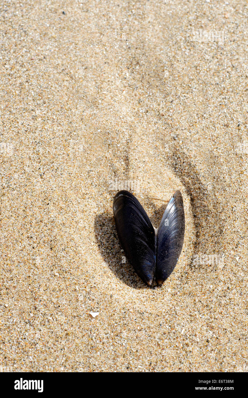 Leere mussel Shell eingebettet in den Sand am Strand von Blackpool, Lancashire Stockfoto