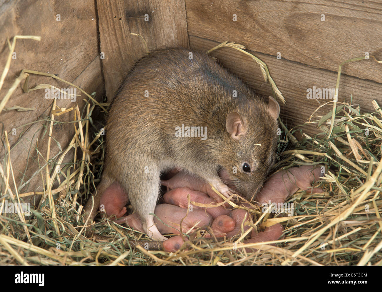 Braune Ratte - Rattus norvegicus Stockfoto