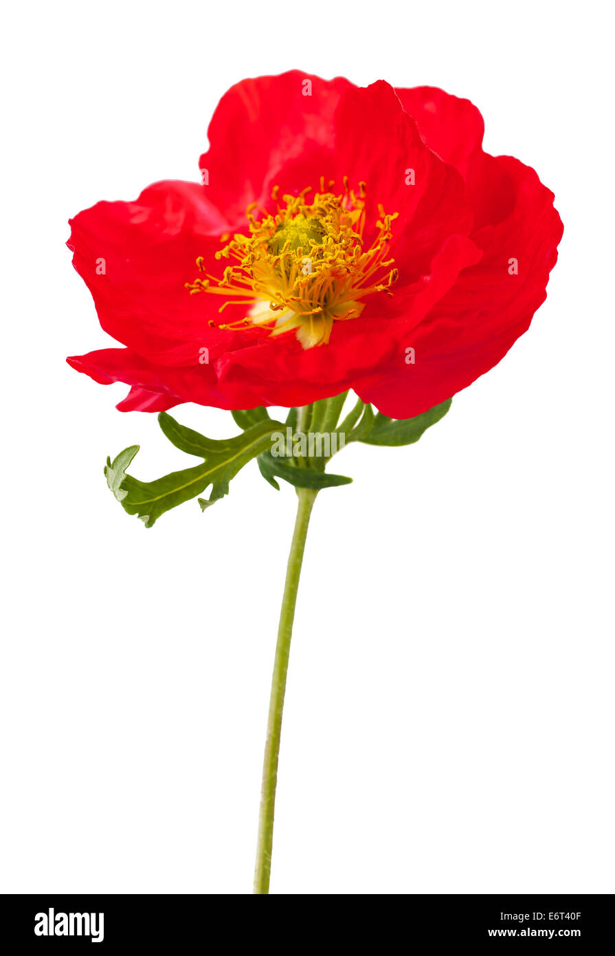Einzelne rote Mohnblume isoliert auf weißem Hintergrund Stockfoto