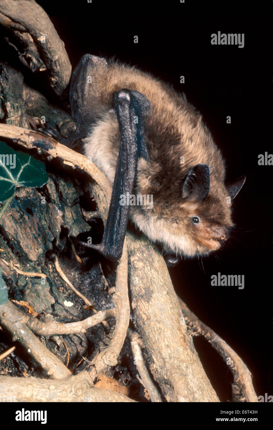 Daubenton Fledermaus - Myotis daubentonii Stockfoto