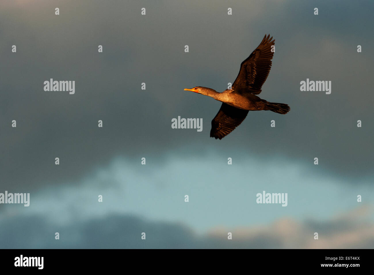 Doppel-crested Kormoran im Flug Stockfoto