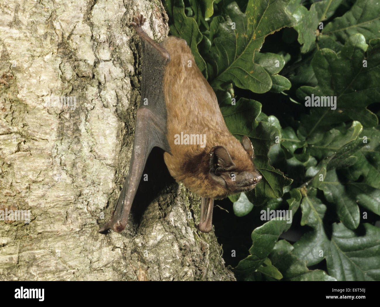 Noctule Bat - Nyctalus noctula Stockfoto